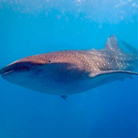 Magic Oceans Dive Resort Anda  Eksteriør bilde