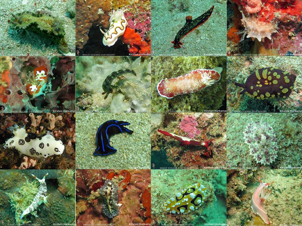 Magic Oceans Dive Resort Anda  Eksteriør bilde