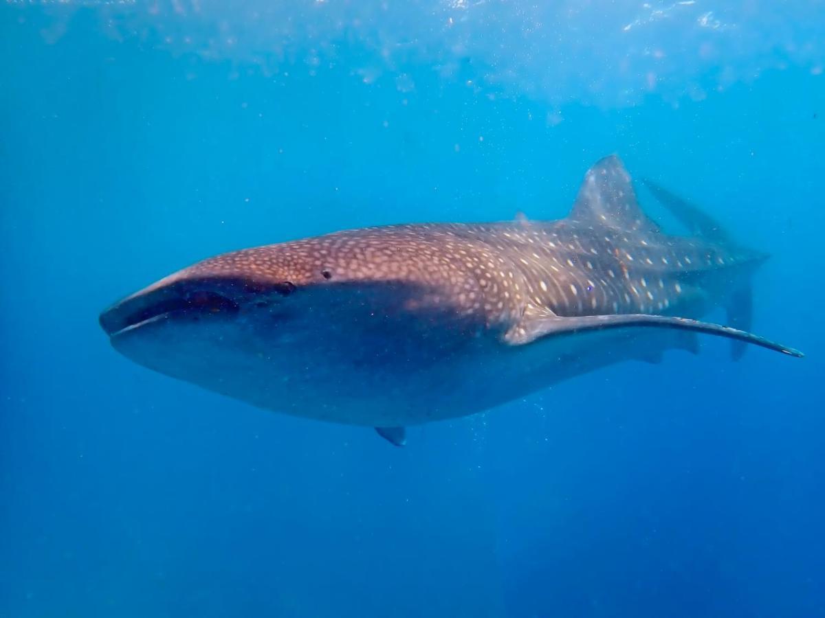 Magic Oceans Dive Resort Anda  Eksteriør bilde