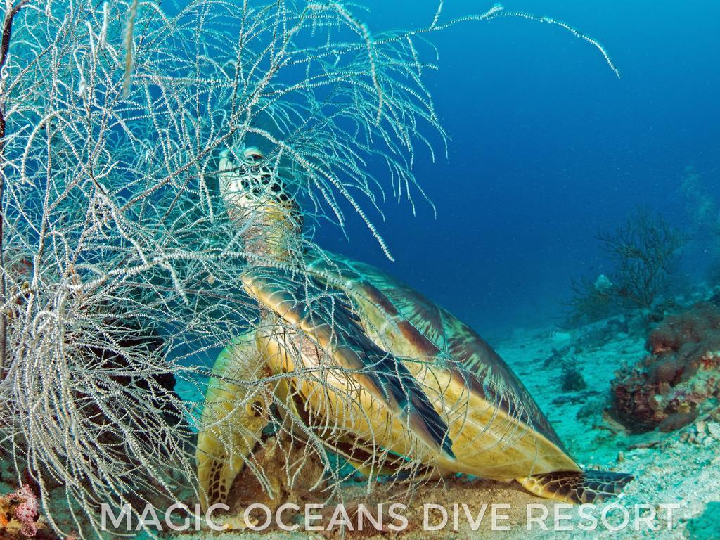 Magic Oceans Dive Resort Anda  Eksteriør bilde