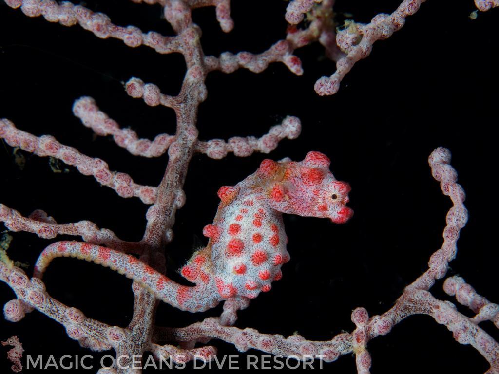 Magic Oceans Dive Resort Anda  Eksteriør bilde